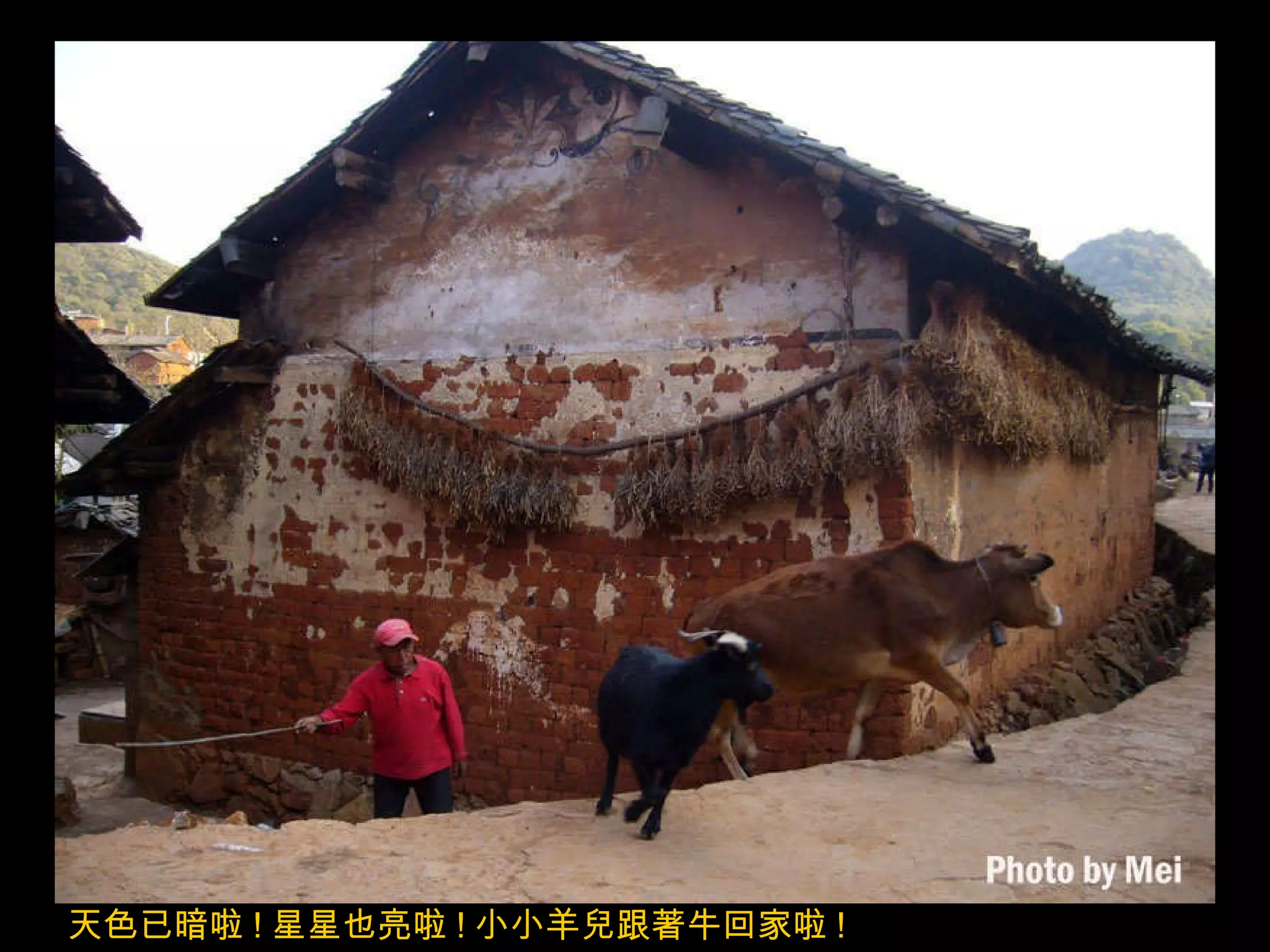 天色已暗啦 ! 星星也亮啦 ! 小小羊兒跟著牛回家啦 ! 