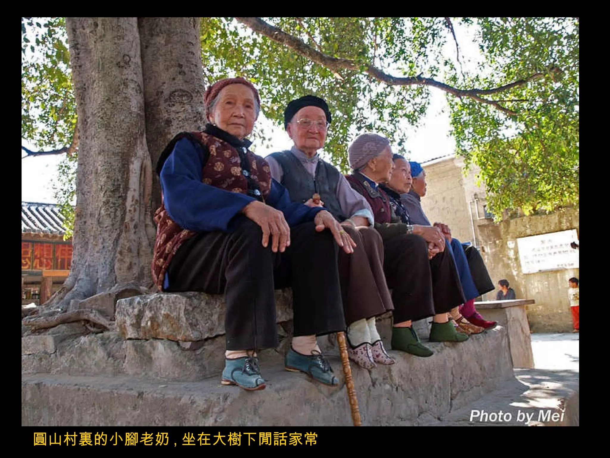 圓山村裏的小腳老奶 , 坐在大樹下閒話家常 . 
