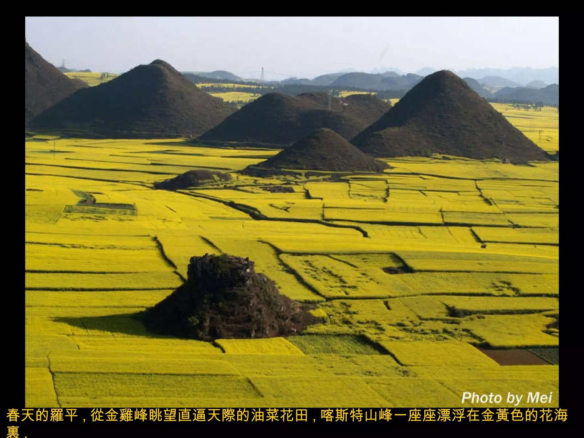 春天的羅平 , 從金雞峰眺望直逼天際的油菜花田 , 喀斯特山峰一座座漂浮在金黃色的花海裏 . 