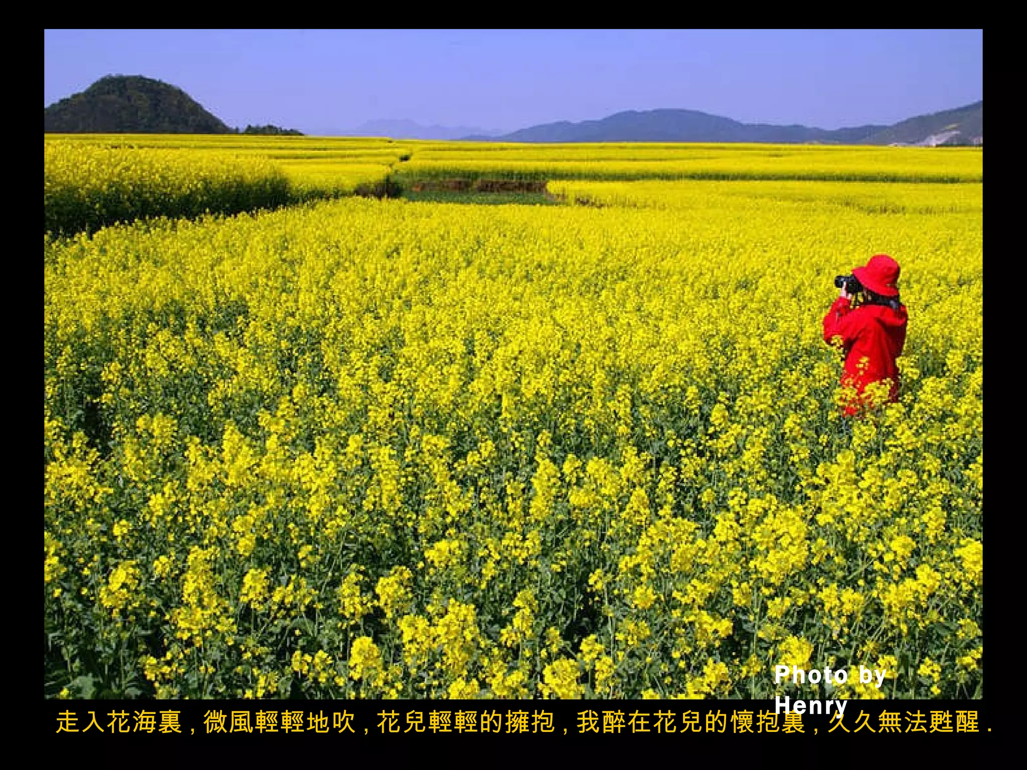 走入花海裏 , 微風輕輕地吹 , 花兒輕輕的擁抱 , 我醉在花兒的懷抱裏 , 久久無法甦醒 . Photo by Henry 
