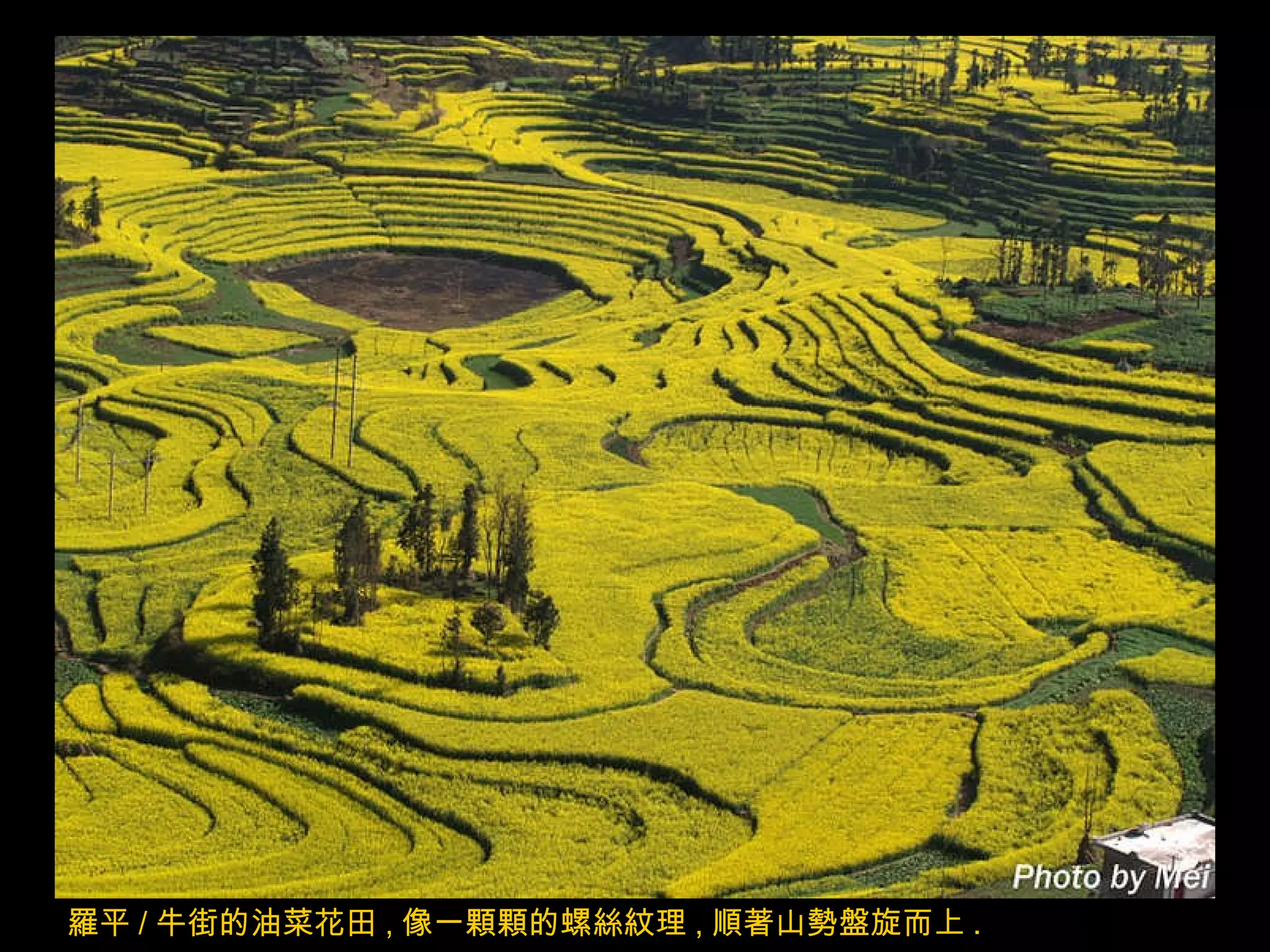 羅平 / 牛街的油菜花田 , 像一顆顆的螺絲紋理 , 順著山勢盤旋而上 . 
