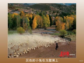 灰色的小兔在戈壁滩上 