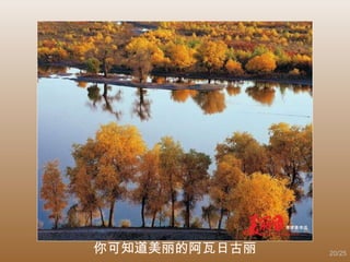 你可知道美丽的阿瓦日古丽 