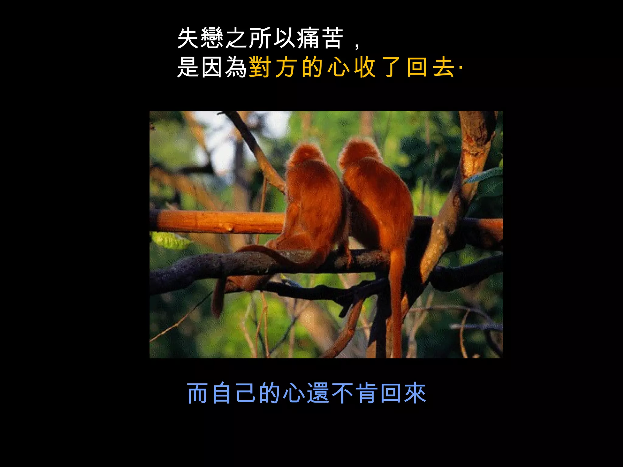 失戀之所以痛苦， 是因為 對方的心收了回去‧ 而自己的心還不肯回來 