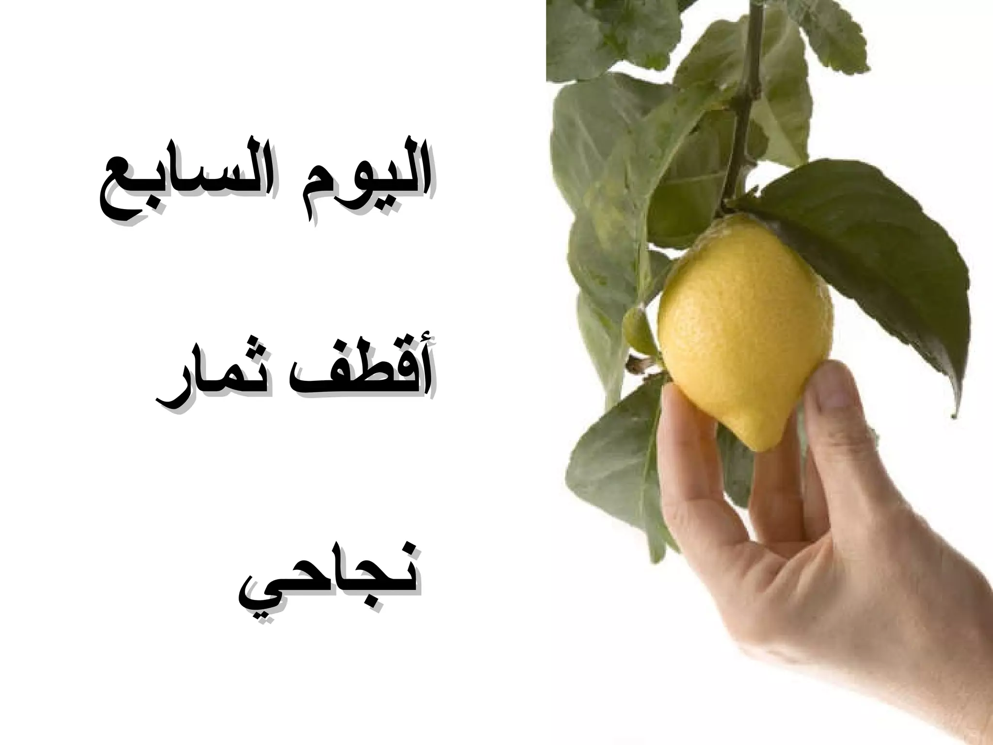 اليوم السابع أقطف ثمار نجاحي 