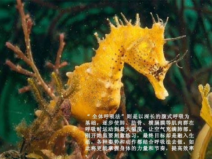 學會呼吸能長壽