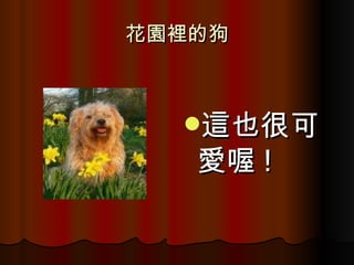 花園裡的狗 這也很可愛喔 ! 