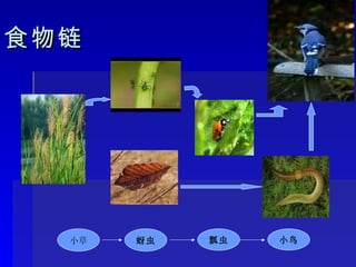 食物链 小草 蚜虫 瓢虫 小鸟 