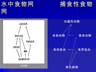 水中食物网  捕食性食物网 凶猛性动物 肉食动物  植食动物 食肉昆虫  食草昆虫 绿色植物 