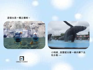 這個也是一種企鵝喲 ~ 小時候 , 我曾經光著一條內褲下去玩水勒 ~~ 