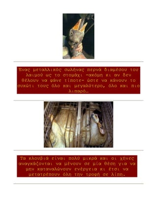 Ένας µεταλλικός    σωλήνας περνά διαµέσου του
    λαιµού ως το   στοµάχι -ακόµη κι αν δεν
  θέλουν να φάνε    τίποτε- ώστε να κάνουν το
συκώτι τους όλο    και µεγαλύτερο, όλο και πιο
                      λιπαρό…




 Τα κλουβιά είναι πολύ µικρά και οι χήνες
αναγκάζονται να µένουν σε µία θέση για να
   µην καταναλώνουν ενέργεια κι έτσι να
    µετατρέπουν όλη την τροφή σε λίπη.
 