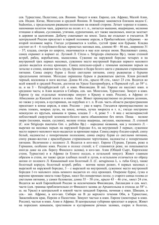 сев. Туркестане, Палестине, сев. Японии. Зимует в южн. Европе, сев. Африке, Малой Азии,
сев. Индии. Китае, Монголии и средней Японии. В Америке заменяется близким видом С.
hudsonius, с продольными ржавыми полосками на нижней стороне. Летает хорошо и плавно,
напоминая полетом чаек, держится на полях и т. п., питается мышами, ящерицами, мелкими
птицами и яйцами, сусликами, утятами, куропатками, ест также насекомых, иногда залетает
в деревни за цыплятами. Добычу схватывает на земле. Здесь же отдыхает и гнездится. В
центральной России прилетает в первой половине апреля, в Прибалтийских губерниях – во
второй половине марта. Гнездо устраивается в хлебах, густой траве или бурьяне. Кладка
состоит из 4 – 6 голубовато-белых зернистых матовых яиц, длиною 40 – 46 мм., шириною 31
– 37; кладка, смотря по широте, оканчивается в мае или начале июня. Высиживает самка,
самец охраняет и кормит ее. Луговой Л. Circus s. Strigiceps cineraceus Вр.), также степной
ястреб, рябец, воробьятник, мышеловка. Сужение на наружной бородке четырех и на
внутренней трех первых маховых, суженное место внутренней бородки первого махового
далеко выдается из-под кроющих. Самец пепельно-серый с темными каемками перьев на
затылке и спине, нижняя часть груди, брюшко и бедра белого цвета с ржавыми стержневыми
пятнами. Самка сверху бурая с более светлыми пятнами, снизу рыжеватая с бурыми
продольными пятнами. Молодые окрашены бурым и рыжеватым цветом. Клюв роговой
черный, восковица и ноги желтые. Длина 44 стм., крыло 48 стм., хвост 23 стм. Водится во
всей южной и средней России, достигая на Урале Екатеринбурга, в Пермской губ. до 58° с.
ш. и на З – Петербургской губ. и южн. Финляндии. В зап. Европе он населяет южн. и
среднюю часть; в Азии водится в Сибири, сев. зап. Монголии, Туркестане. Зимует в южн.
Европе (у нас отдельные экземпляры зимуют в Крыму и южн. России), в Африке от
Абиссинии до Капской земли и в южн. Азии. Живет преимущественно по речным долинам,
но также у опушек, в кустарниках, на порубках и т. п. В сев. часть области распространения
прилетают в конце апреля, в южн. Россию – уже в марте. Гнездятся преимущественно на
очень топких, мокрых лугах, на земле, кочках, кучах хвороста и т. п.; гнездо построено
неискусно из прутьев, камыша и травы, кладка 3 – 4, реже 5 – 6 яиц с мелкозернистой
неблестящей скорлупой зеленовато-белого цвета обыкновенно без пятен. Пища – мелкие
звери (полевки, мыши, суслики), мелкие птицы ящерицы, лягушки, насекомые. Л. степной
(С. или Strigiceps macrurus Gm. s. pallidus Вр.) – народные названия, как у полевого Л. –
вырезки на маховых перьях на наружной бородке 4-х, на внутренней 3 первых; суженное
место первого махового мало выдается за кроющие перья. Самец сверху бледно-серый, снизу
белый, надхвостье с поперечными полосками; самка сверху бурая со светлыми пятнами,
снизу ржаво-желтая с краснобурыми стержневыми черточками, надхвостье с поперечными
пятнами. Величиною с полевого Л. Водится в юго-вост. Европе (Турции, Греции, реже в
Германии, особенно южн. России в полосе степей; к С становится реже, но показывается
иногда даже на сев. берегу Финского залива), в юго-зап. Азии (Общий Сырт, Киргизские
степи, Туркестан) и в Африке (в Египте оседло, в остальной зимует). Живет главным
образом в степи, но также среди хлебных полей и лугов, в остальном отличается по образу
жизни от полевого Л. Камышевый или болотный Л. (С. aeruginosus L. s. rufus Gray), также
болотный коршун, болотный ястреб, рябец – венчик менее развит, 4 первых маховых с
вырезкой на наружной бородке, 3 – с вырезкой на внутренней, суженное место внутренней
бородки 1-го махового лишь немного выдается из -под кроющих. Оперение бурое, гузка и
верхние кроющие хвоста тоже бурые, хвост без поперечных полос; у старого самца голова со
светлыми пятнами, у самки беловатая; длина 55 – 58 стм., крыло 43 – 46 стм., хвост 24 стм.
Водится во всей Европейской России за исключением Финляндии, Лапландии и сев. вост.
части (сев. граница приблизительно от Финского залива до Архангельска и отсюда до 58° с.
ш. на Урале) в центральной и южной части западной Европы, начиная с южн. Швеции, в
сев.– зап. Африке, в юго-зап. Сибири на В до верхнего течения Оби, в Туркестане,
Закаспийском крае, Персии и Палестине. Зимуют частью в южн. Европе (некоторые в южн.
России), частью в южн. Азии и Африке. В центральные губернии прилетает в апреле. Живет
на поросших камышем, тростником и кустарником речных заливах, озерах и болотах,
 