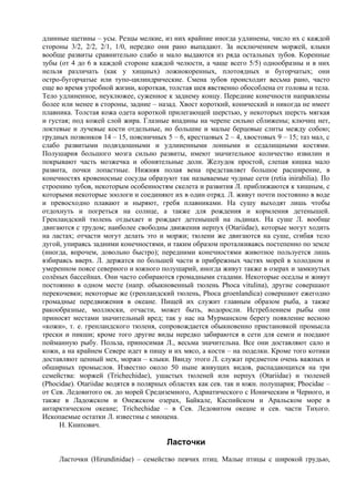 длинные щетины – усы. Резцы мелкие, из них крайние иногда удлинены, число их с каждой
стороны 3/2, 2/2, 2/1, 1/0, нередко они рано выпадают. За исключением моржей, клыки
вообще развиты сравнительно слабо и мало выдаются из ряда остальных зубов. Коренные
зубы (от 4 до 6 в каждой стороне каждой челюсти, а чаще всего 5/5) однообразны и в них
нельзя различать (как у хищных) ложнокоренных, плотоядных и бугорчатых; они
остро-бугорчатые или тупо-цилиндрические. Смена зубов происходит весьма рано, часто
еще во время утробной жизни, короткая, толстая шея явственно обособлена от головы и тела.
Тело удлиненное, неуклюжее, суженное к заднему концу. Передние конечности направлены
более или менее в стороны, задние – назад. Хвост короткий, конический и никогда не имеет
плавника. Толстая кожа одета короткой прилегающей шерстью, у некоторых шерсть мягкая
и густая; под кожей слой жира. Глазные впадины на черепе сильно сближены; ключиц нет,
локтевые и лучевые кости отдельные, но большие и малые берцовые слиты между собою;
грудных позвонков 14 – 15, поясничных 5 – 6, крестцовых 2 – 4, хвостовых 9 – 15; таз мал, с
слабо развитыми подвздошными и удлиненными лонными и седалищными костями.
Полушария большого мозга сильно развиты, имеют значительное количество извилин и
покрывают часть мозжечка и обонятельные доли. Желудок простой, слепая кишка мало
развита, почки лопастные. Нижняя полая вена представляет большое расширение, в
конечностях кровеносные сосуды образуют так называемые чудные сети (retia inirabilia). По
строению зубов, некоторым особенностям скелета и развития Л. приближаются к хищным, с
которыми некоторые зоологи и соединяют их в один отряд. Л. живут почти постоянно в воде
и превосходно плавают и ныряют, гребя плавниками. На сушу выходят лишь чтобы
отдохнуть и погреться на солнце, а также для рождения и кормления детенышей.
Гренландский тюлень отдыхает и рождает детенышей на льдинах. На суше Л. вообще
двигаются с трудом; наиболее свободны движения нерпух (Otariidae), которые могут ходить
на ластах; отчасти могут делать это и моржи; тюлени же двигаются на суше, сгибая тело
дугой, упираясь задними конечностями, и таким образом проталкиваясь постепенно по земле
(иногда, впрочем, довольно быстро); передними конечностями животное пользуется лишь
взбираясь вверх. Л. держатся по большей части в прибрежных частях морей в холодном и
умеренном поясе северного и южного полушарий, иногда живут также в озерах и замкнутых
солёных бассейнах. Они часто собираются громадными стадами. Некоторые оседлы и живут
постоянно в одном месте (напр. обыкновенный тюлень Phoca vitulina), другие совершают
перекочевки; некоторые же (гренландский тюлень, Phoca groenlandica) совершают ежегодно
громадные передвижения в океане. Пищей их служит главным образом рыба, а также
ракообразные, моллюски, отчасти, может быть, водоросли. Истреблением рыбы они
приносят местами значительный вред; так у нас на Мурманском берегу появление весною
«кожи», т. е. гренландского тюленя, сопровождается обыкновенно пристановкой промысла
трески и пикши; кроме того другие виды нередко забираются в сети для семги и поедают
пойманную рыбу. Польза, приносимая Л., весьма значительна. Все они доставляют сало и
кожи, а на крайнем Севере идет в пищу и их мясо, а кости – на поделки. Кроме того котики
доставляют ценный мех, моржи – клыки. Ввиду этого Л. служат предметом очень важных и
обширных промыслов. Известно около 50 ныне живущих видов, распадающихся на три
семейства: моржей (Trichechidae), ушастых тюленей или нерпух (Otariidae) и тюленей
(Phocidae). Otariidae водятся в полярных областях как сев. так и южн. полушария; Phocidae –
от Сев. Ледовитого ок. до морей Средиземного, Адриатического с Ионическим и Черного, и
также в Ладожском и Онежском озерах, Байкале, Каспийском и Аральском море в
антарктическом океане; Trichechidae – в Сев. Ледовитом океане и сев. части Тихого.
Ископаемые остатки Л. известны с миоцена.
     Н. Книпович.

                                       Ласточки
     Ласточки (Hirundinidae) – семейство певчих птиц. Малые птицы с широкой грудью,
 