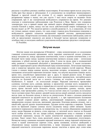 рассказы о подобных роковых ошибках недостоверны. В настоящее время нельзя допустить,
чтобы врач был введен в заблуждение Л. и уполномочил на погребение мнимоумершего.
Верный и простой способ для отличия Л. от смерти заключается в электрическом
раздражении нервов и мышц; оно уже спустя 3 часа после смерти не вызывает более
сокращений, при Л. же электрическая возбудимость сохраняется все время. Это доказано
опытами и клиническими наблюдениями д-ра Розенталя в Вене. Кроме того измерение
температуры тела в прямой кишке при мнимой смерти обнаруживает сохранность ее в
степени близкой к норме, между тем как после действительной смерти температура тела
быстро падает до 20°. Что касается причин и способа развитая Л., то, к сожалению, об этом
нет точных данных; нужно думать, что здесь играет главную роль болезненное изменение в
возбудимости нервных элементов центральной нервной системы, преимущественно
мозговой коры. Летаргические состояния, как показывают клинические наблюдения, сами по
себе не представляют опасности для жизни и большей частью проходят независимо от
лечебных мер; из последних наиболее существенны возбуждающие средства и электризация.
     П. Розенбах.

                                   Летучие мыши
     Летучие мыши или рукокрылые (Chiroptera) – отряд млекопитающих со следующими
главными отличительными признаками: кости передних конечностей сильно удлинены;
между пальцами их, между передними конечностями, телом и задними конечностями, а по
большей части также между задними конечностями натянута складка кожи – летательная
перепонка; в зубной системе все три рода зубов; 2 соска на груди, реже в подмышечной
ямке; развитие с отпадающей оболочкой и дисковидным последом. Л. мыши составляют
наиболее характерный и резко обособленный отряд млекопитающих. Летательная перепонка,
уши и кожистые придатки носа голые, остальная кожа покрыта густой шерстью. Между
глазом и концом морды кожные железы, выделение которых, по-видимому, служит для
смазывания летательной перепонки (полагают также, что пахучее выделение кожных желез,
кроме того, способствует привлечению друг к другу Л. мышей разного пола). В черепе
межчелюстные кости слабо развиты и часто разделены промежутком, посторбитального
отростка по большей части нет и полость глазницы не отделена от височной ямки.
Особенность Л. мышей – их летательный аппарат. Передняя конечность чрезвычайно
удлинена; плечевая кость длинная, крепкая; в предплечии локтевая кость недоразвита и
слита с лучевой; запястье короткое и первый ряд его костей часто сливается в одну, пястные
кости, кроме пястной кости большого пальца, чрезвычайно длинны; пальцы, кроме
большого, тоже чрезвычайно длинны, 4 и 5 всегда состоят лишь из 2 суставов, на остальных
число суставов может быть разное; средний палец всегда самый длинный; коготь находится
всегда лишь на большом пальце и иногда на указательном. В связи с сильным развитием
передней конечности на грудной кости (на грудной, т. е. при горизонтальном положении
тела нижней стороне) развит гребень, увеличивающий поверхность, служащую для
прикрепления сильных мускулов, двигающих крыльями. Ключицы развиты сильнее, чем у
какой-либо другой группы млекопитающих. Грудная клетка короткая и широкая. Тазовые
кости на брюшной стороне (лонные кости) соединены между собой связками. Задние
конечности нормального строения, но поворочены так, что колено обыкновенно направлено
назад; малая берцовая не развита, стопа короткая, от пяточной кости тянется по большей
части особая косточка, так наз. шпора (calcar), направленная назад и лежащая в толще
летательной перепонки; пальцы (5) задних конечностей вооружены острыми кривыми
когтями. Хвост может быть очень различной длины и даже совершенно отсутствовать.
Натянутая между длинными пальцами передней конечности, между передней конечностью,
телом и задней конечностью (причем стопа, кроме основания, остается свободной) и
обыкновенно между задними конечностями, а также тянущаяся вдоль переднего края
передней конечности летательная перепонка весьма эластична и кроме двух слоев кожи
 