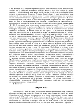 Южн. Америке, виды которого сосут кровь крупных млекопитающих: мулов, рогатого скота,
лошадей и т. д., а иногда и людей (напр. десмод – Desmodes rufus; относительно собственно
вампира – Phyllostoma такой образ жизни теперь отвергается: он питается преимущественно
плодами и насекомыми). Некоторые Л. мыши Старого Света (и даже европейские, напр.
подковонос) тоже высасывают иногда кровь у мелких млекопитающих; но неизвестны
случаи нападения на человека и крупный скот. Наконец, некоторые тропические Л. мыши,
особенно крыланы, едят плоды и могут иногда приносить ощутительный вред фруктовым
садам. На зиму Л. мыши умеренных стран прячутся в укромных местах, собираясь часто в
большом числе, и подвергаются спячке, причем температура тела их сильно понижается (до
12 – 18° С, смотря по виду) и они сильно худеют (теряют за зиму 1/6 – 1/5 веса). Спячка
бывает то непрерывной, то прерывается. При очень сильном холоде Л. мыши просыпаются.
Некоторые могут легко приручаться. Ископаемые остатки Л. мышей известны с древних
третичных отложений. Л. мышей делят на две группы: А. Плодоядные (Carpophaga,
Frugivora, Macrochiroptera) с по большей части вытянутой заостренной мордой без носовых
отростков кожи, малыми ушами без козелка и тупобугорчатыми коренными зубами, часто с
когтем на указательном пальце передних ног, по большей части большой величины – сюда
относится единственное семейство крыланы (Pteropina). В. Насекомоядные (Insectivora,
Animalivora, Entomophaga, Microchiroptera) с коротким рылом, длинными или широкими
ушами, коренными зубами остро-бугорчатыми или снабженными режущей складкой эмали в
виде ломаной линии, похожей на букву W, с когтем лишь на большом пальце передних
конечностей, в среднем меньшего роста, чем предыдущая группа. Их делят на 8 семейств,
которые распадаются на две группы: 1) листоносых (Phyllorhina), у которых ноздри
окружены кожистым придатком, состоящим, когда он вполне развит, из подковообразного
переднего листка, среднего седлообразного продольного гребня и возвышающегося позади
его по большей части ланцетовидного поперечного листка (prostema); семейства: Desmodina
(без prosthema, хвоста и шпоры, куда относится упомянутый десмод); Phyllostomata –
листоротые, с prosthema, уши всегда отделены друг от друга и снабжены козелком, с
3-суставным средним пальцем, живут в зап. полушарии; сюда относится вампир;
Megadermata, от предыдущего семейства отличаются всегда соединенными между собой
ушами и 1– или 2-суставным средним пальцем, живущие в вост. полушарии, куда относятся
лиронос и ланцетонос; Rhinolophina – подковоносы, без козелка, всегда отдельными ушами,
вполне развитыми носовыми выростами и 2-суставным средним пальцем, живущие в вост.
полушарии, и Mormopes, с не вполне развитыми носовыми выростами и со складками кожи
на носу и подбородке; 2) гладконосых (Gymnorhina) без придатков на носу, всегда с козелком
на ушах и коренными зубами, с режущей жевательной поверхностью в виде буквы W;
семейства Brachiura с коротким хвостом, конец которого выдается наружу на спинной
стороне перепонки, натянутой между задних ног; Molossi с хвостом длинным, но также
выдающимся из спинной стороны перепонки, и Vespertilionina, собственно Л. мыши, с
хвостом, не выступающим из летательной перепонки. Пo другим гладконосые –
Gymnorhbinidae – и листоносые – Phyllorhinidae – составляют семейства, а подчиненные им
группы, следовательно, – подсемейства).
     Н. Книпович.

                                   Летучие рыбы
     Летучие рыбы – рыбы, которые, благодаря чрезвычайно развитым грудным плавникам,
обладают способностью перелетать более или менее значительные расстояния над водой.
Способностью этой обладают представители двух родов, относящихся к разным отрядам
костистых рыб (Teleostei) родов Dactylopterus (летучка) и Exocoetus (долгопер, летучая
сельдь). Более распространен и более исследован последний род; особенно многочисленны
наблюдения над летанием долгоперов, хотя до сих пор многое в нем не выяснено
окончательно и вызывает резкое разногласие. Все признают, что главную роль в перелетах Л.
 