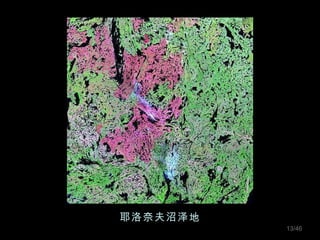 耶洛奈夫沼泽地 