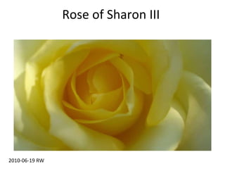 Rose of Sharon III 2010-06-19 RW 
