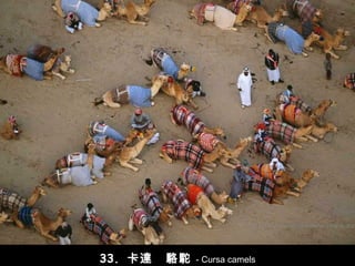 33.  卡達   駱駝   - Cursa camels 