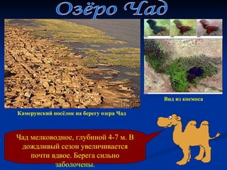 Озёро Чад Чад мелководное, глубиной 4-7 м. В дождливый сезон увеличивается почти вдвое. Берега сильно заболочены. Камерунский посёлок на берегу озера Чад Вид из космоса 