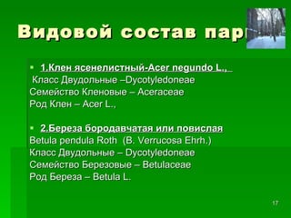 Видовой состав парка 1.Клен ясенелистный- Acer negundo L .,  Класс Двудольные – Dycotyledoneae Семейство Кленовые –  Aceraceae Род Клен –  Acer L .,  2.Береза бородавчатая или повислая   Betula pendula Roth   ( B .  Verrucosa Ehrh .) Класс Двудольные –  Dycotyledoneae  C емейство Березовые –  Betulaceae Род Береза –  Betula L . 