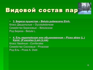 Видовой состав парка 3. Береза пушистая –  Betula pubescens Ehrh . Класс Двудольные –  Dycotyledoneae C емейство Березовые –  Betulaceae Род Береза -  Betula L . 4. Ель европейская или обыкновенная –  Picea abies   ( L .)  Karst .  (P.excelsa (Lam.)Link) Класс Хвойные -  Coniferales Семейство Сосновые -  Pinaceae Род   Ель  - Picea A. Dietr.  