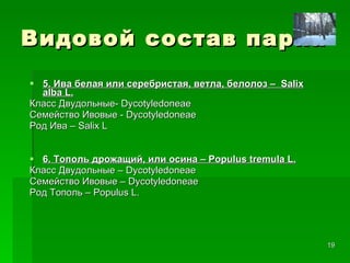 Видовой состав парка 5. Ива белая или серебристая, ветла, белолоз –  Salix alba L . Класс Двудольные-  Dycotyledoneae Семейство Ивовые -  Dycotyledoneae Род Ива –  Salix L 6. Тополь дрожащий, или осина –  Populus tremula L . Класс Двудольные –  Dycotyledoneae Семейство Ивовые –  Dycotyledoneae Род Тополь –  Populus L .  