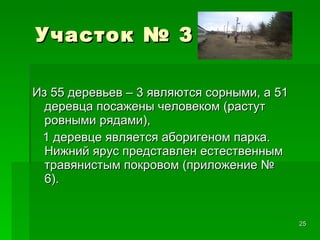 Участок № 3 Из 55 деревьев – 3 являются сорными, а 51 деревца посажены человеком (растут ровными рядами),  1 деревце является аборигеном парка. Нижний ярус представлен естественным травянистым покровом (приложение № 6). 