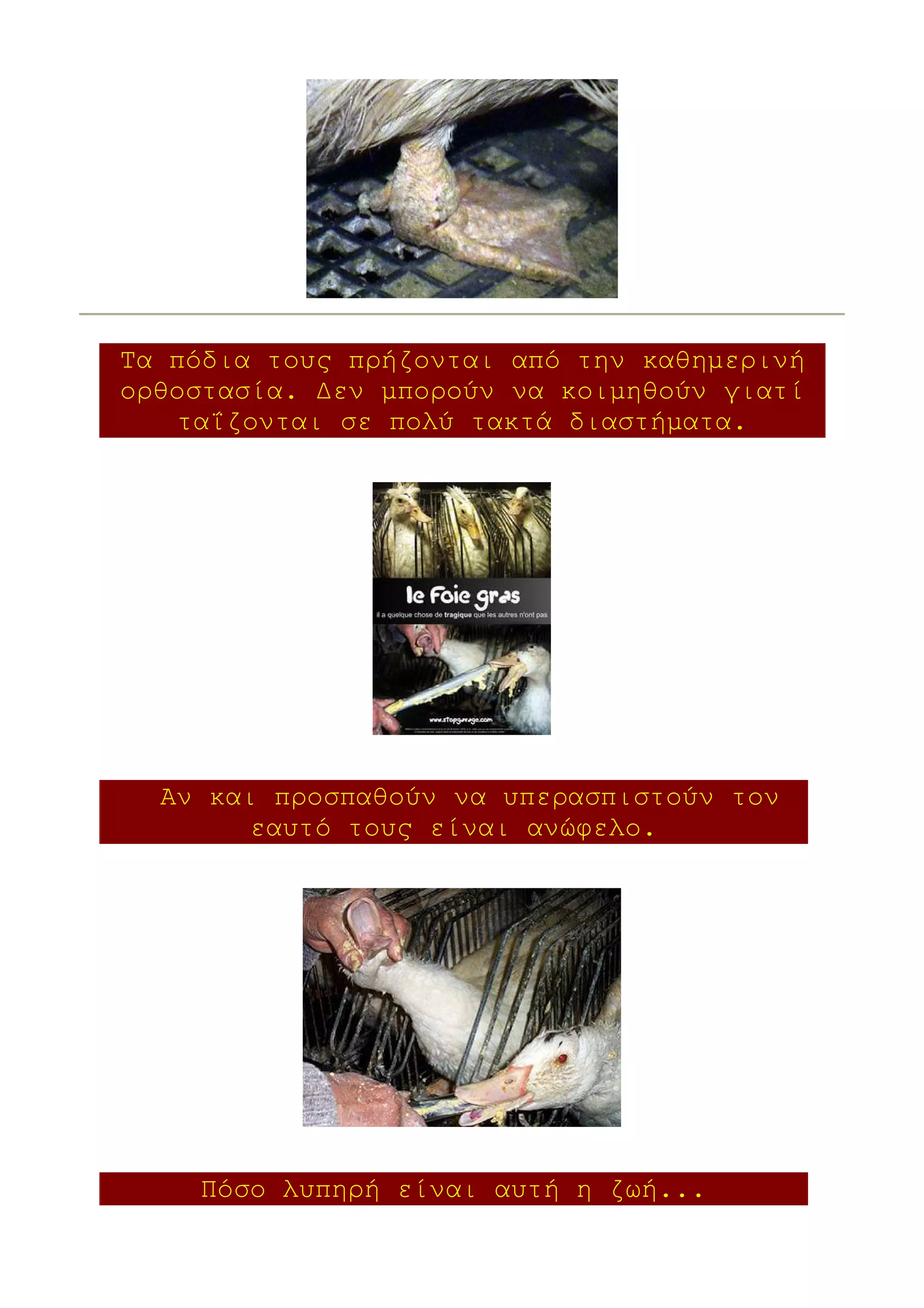 Τα πόδια τους πρήζονται από την καθηµερινή
ορθοστασία. ∆εν µπορούν να κοιµηθούν γιατί
   ταΐζονται σε πολύ τακτά διαστήµατα.




  Αν και προσπαθούν να υπερασπιστούν τον
       εαυτό τους είναι ανώφελο.




    Πόσο λυπηρή είναι αυτή η ζωή...
 