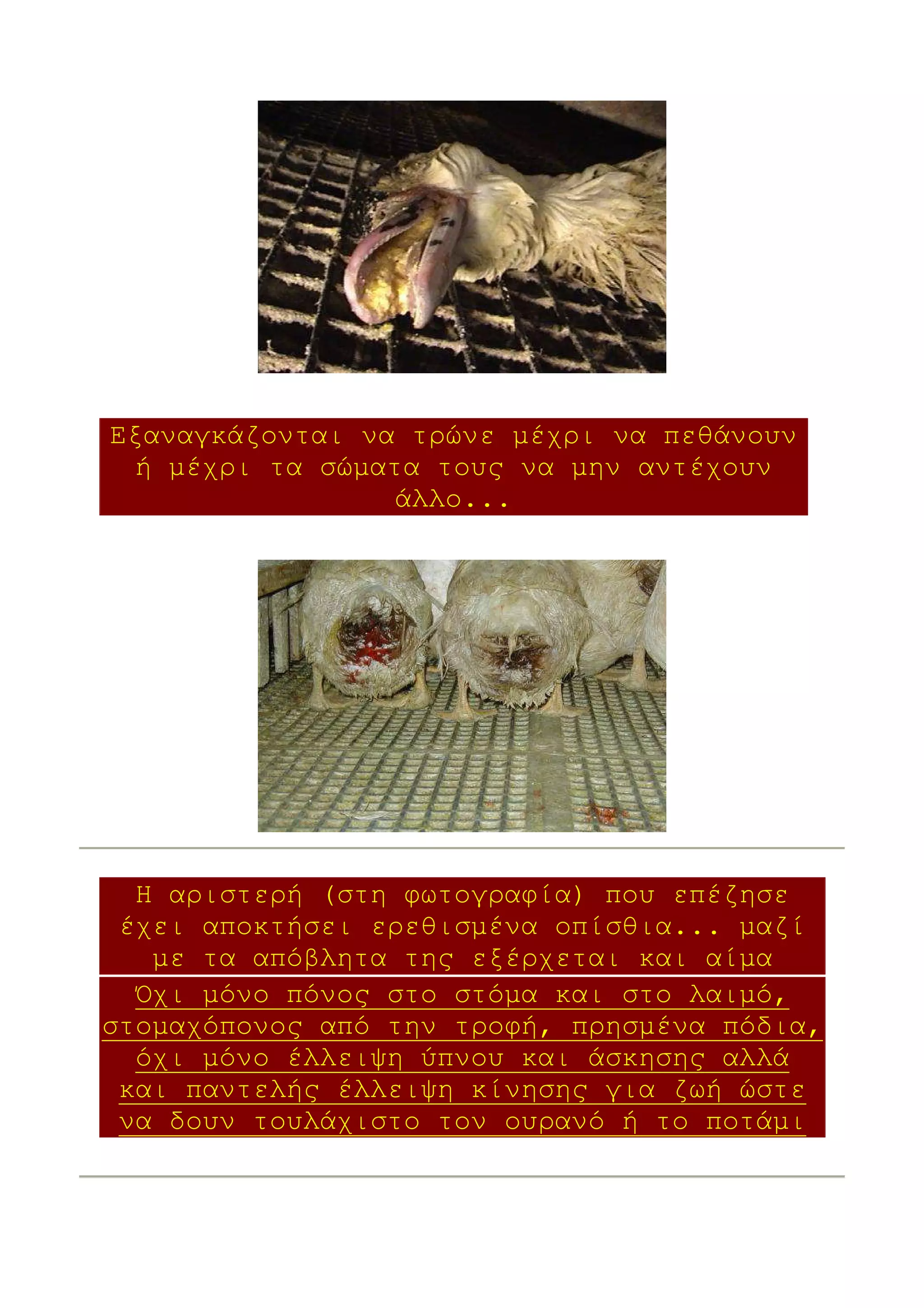Εξαναγκάζονται να τρώνε µέχρι να πεθάνουν
  ή µέχρι τα σώµατα τους να µην αντέχουν
                  άλλο...




  Η αριστερή (στη φωτογραφία) που επέζησε
 έχει αποκτήσει ερεθισµένα οπίσθια... µαζί
   µε τα απόβλητα της εξέρχεται και αίµα
  Όχι µόνο πόνος στο στόµα και στο λαιµό,
στοµαχόπονος από την τροφή, πρησµένα πόδια,
  όχι µόνο έλλειψη ύπνου και άσκησης αλλά
 και παντελής έλλειψη κίνησης για ζωή ώστε
 να δουν τουλάχιστο τον ουρανό ή το ποτάµι
 