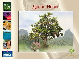 Древо Нони 