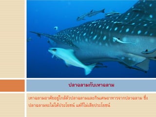 ปลาฉลามกับเหาฉลาม
เหาฉลามอาศัยอยู่ใกล้ตัวปลาฉลามและกินเศษอาหารจากปลาฉลาม ซึ่ง
ปลาฉลามจะไม่ได้ประโยชน์ แต่ก็ไม่เสียประโยชน์
 