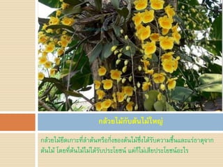 กล้วยไม้กับต้นไม้ใหญ่
กล้วยไม้ยึดเกาะที่ล้าต้นหรือกิ่งของต้นไม้ซึ่งได้รับความชื้นและแร่ธาตุจาก
ต้นไม้ โดยที่ต้นไม้ไม่ได้รับประโยชน์ แต่ก็ไม่เสียประโยชน์อะไร
 