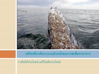 เพรียงที่อาศัยเกาะบนผิวหนังของวาฬเพื่อหาอาหาร
วาฬไม่ได้ประโยชน์ แต่ก็ไม่เสียประโยชน์
 