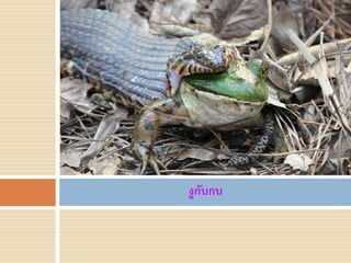 งูกับกบ
 