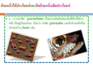 ฝ่ายหนึ่งได้ประโยชน์และอีกฝ่ายหนึ่งเสียประโยชน์

      ข. ภาวะปรสิต (parasitism) เป็นความสัมพันธ์ของสิงมีชีวิตที่มีฝ่าย
                                                            ่
       หนึ่ง เป็นผู้เบียดเบียน เรียกว่า ปรสิต (parasite) และอีกฝ่ายหนึ่งเป็น
       เจ้าของบ้าน (host) เช่น
 