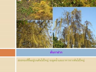 ต้นกาฝาก
ฝอยทองที่ขึ้นอยู่บนต้นไม้ใหญ่ จะดูดน้้าและอาหารจากต้นไม้ใหญ่
 