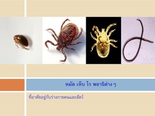 หมัด เห็บ ไร พยาธิต่างๆ
ที่อาศัยอยู่กับร่างกายคนและสัตว์
 