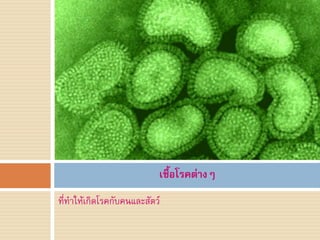 เชื้อโรคต่างๆ
ที่ท้าให้เกิดโรคกับคนและสัตว์
 