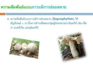 ความสัมพันธ์แบบภาวะมีการย่อยสลาย

    ความสัมพันธ์แบบภาวะมีการย่อยสลาย (Saprophytism) ใช้
    สัญลักษณ์ +, 0 เป็นการด้ารงชีพของกลุ่มผู้ย่อยสลายสารอินทรีย์ เช่น เห็ด
    รา แบคทีเรีย และจุลินทรีย์
 