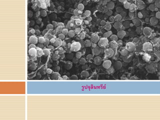 รูปจุลินทรีย์
 