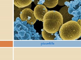 รูปแบคทีเรีย
 