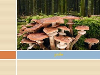 รูปเห็ด
 