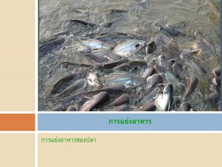 การแย่งอาหาร
การแย่งอาหารของปลา
 