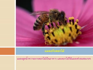 แมลงกับดอกไม้
แมลงดูดน้้าหวานจากดอกไม้เป็นอาหาร และดอกไม้ก็มีแมลงช่วยผสมเกสร
 