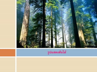 รูปแสดงต้นไม้
 