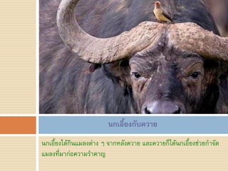นกเอี้ยงกับควาย
นกเอี้ยงได้กินแมลงต่าง ๆ จากหลังควาย และควายก็ได้นกเอี้ยงช่วยก้าจัด
แมลงที่มาก่อความร้าคาญ
 
