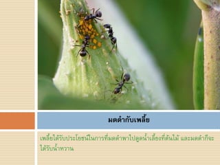 มดดากับเพลี้ย
เพลี้ยได้รับประโยชน์ในการที่มดด้าพาไปดูดน้้าเลี้ยงที่ต้นไม้ และมดด้าก็จะ
ได้รับน้้าหวาน
 