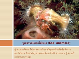 ปูเสฉวนกับดอกไม้ทะเล (Sea anemore)
ปูเสฉวนอาศัยดอกไม้ทะเลพรางตัวจากศัตรูและยังอาศัยเข็มพิษจาก
ดอกไม้ทะเล ป้องกันศัตรู ส่วนดอกไม้ทะเลก็ได้รับอาหารจากปูเสฉวนที่
ก้าลังกินอาหารด้วย
 