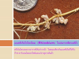 แบคทีเรียไรโซเบียม (Rhizobium) ในปมรากพืชวงศ์ถั่ว
ตรึงไนโตรเจนจากอากาศให้แก่รากถัว ในขณะเดียวกันแบคทีเรียก็ได้รับ
                               ่
ก๊าซ คาร์บอนไดออกไซด์และแร่ธาตุจากต้นถั่ว
 
