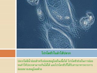 โปรโตซัวในลาไส้ปลวก
ปลวกไม่มีน้าย่อยส้าหรับย่อยเซลลูโลสในเนื้อไม้ โปรโตซัวช่วยในการย่อย
จนท้าให้ปลวกสามารถกินไม้ได้ และโปรโตรซัวก็ได้รบสารอาหารจากการ
                                                ั
ย่อยสลายเซลลูโลสด้วย
 